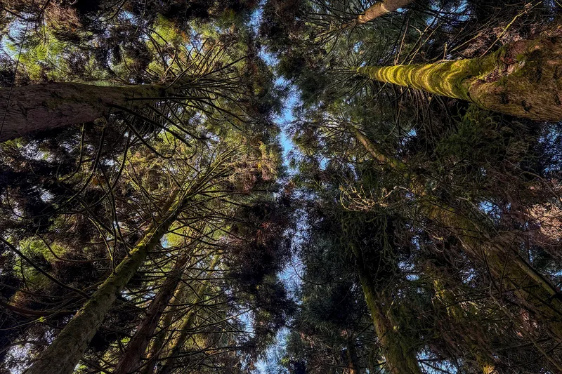 Looking straight up through the tall trees of the Timi Sacred Groove