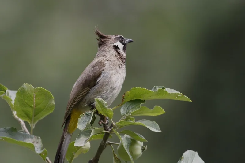 A crested bulbul perched among leaves on a fruit-tree branch