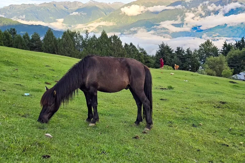 A horse grazing on a green hillside pasture, mountains and cloud rising beyond